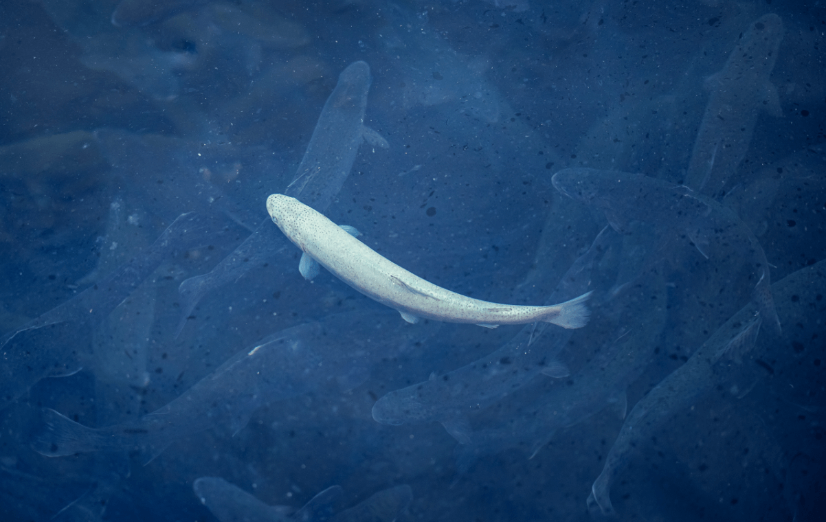 Swab sampling process for aquaculture